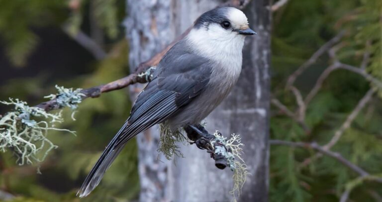canada jay