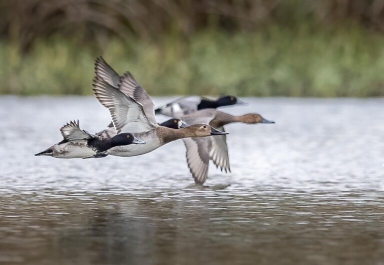 canvasback