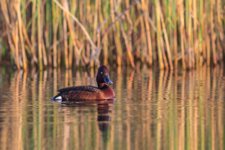 canvasback duck