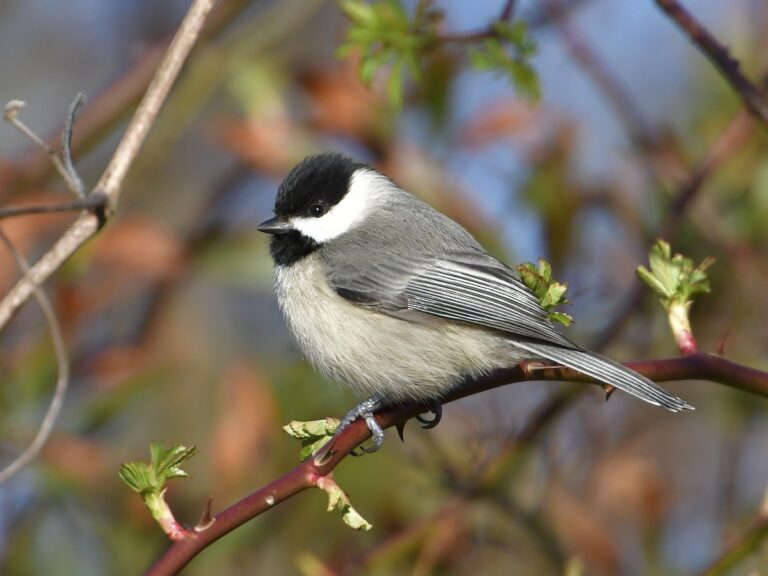 carolina chickadee