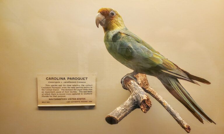 carolina parakeet
