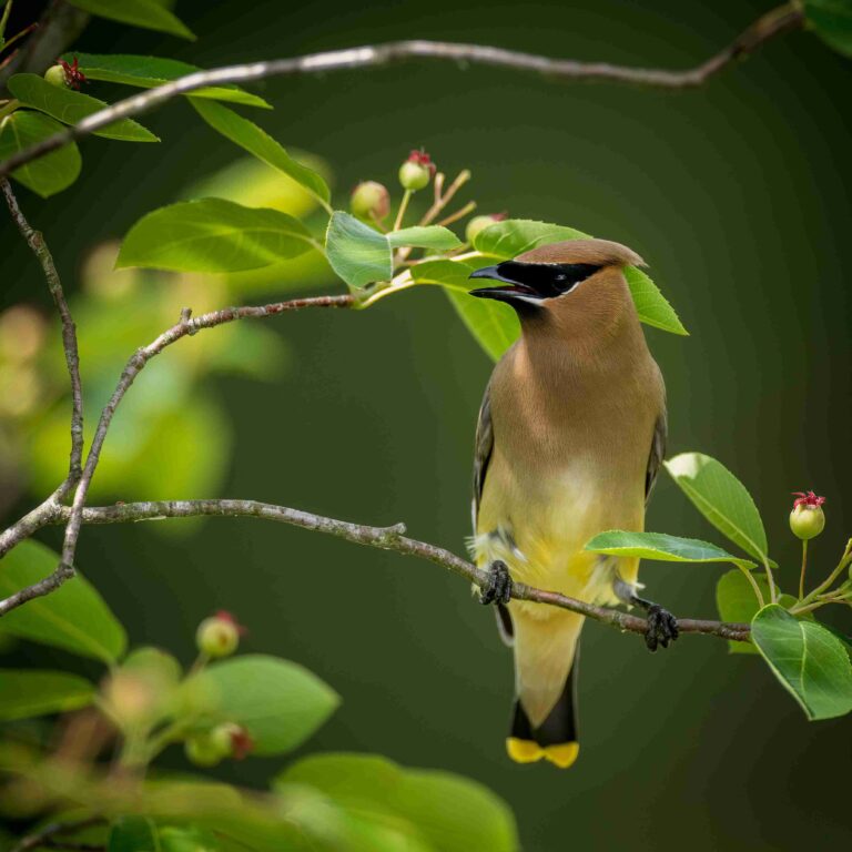 cedar waxwing bird