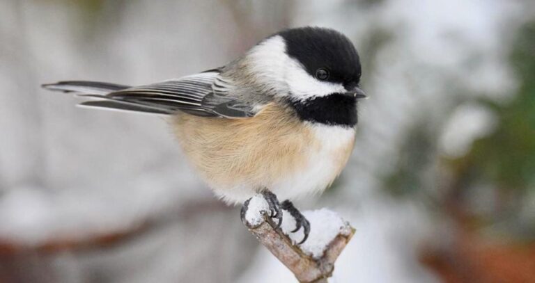 chickadee bird