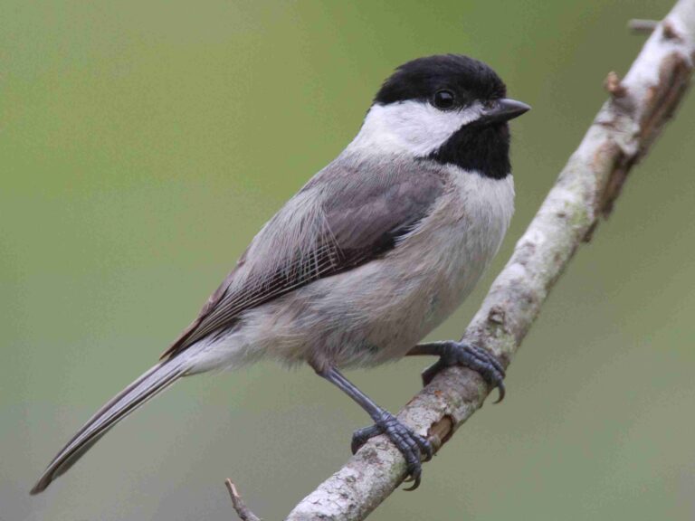 chickadees