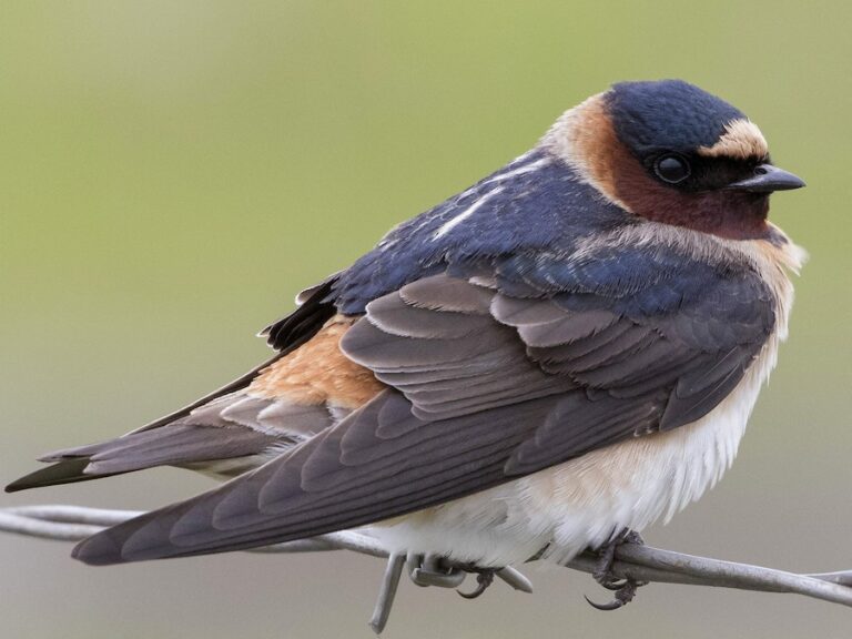cliff swallow
