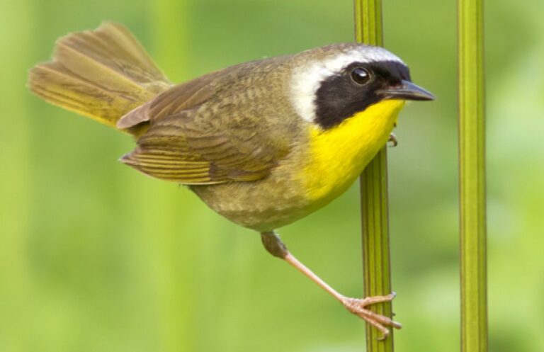common yellowthroat
