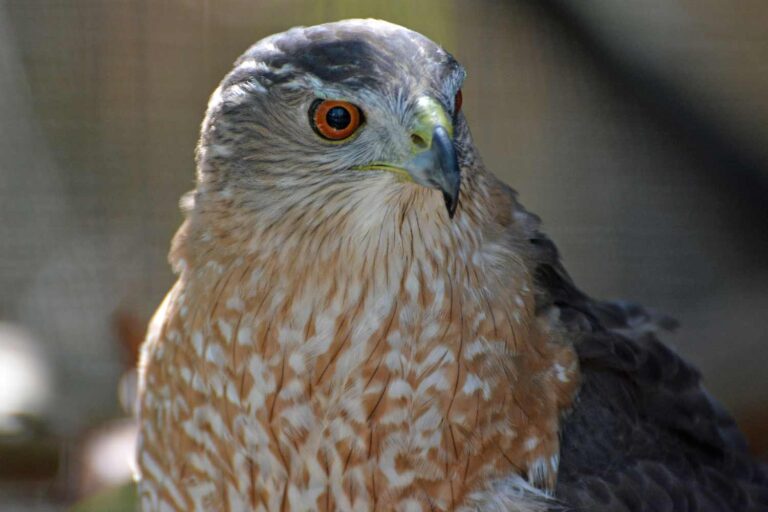 cooper hawks