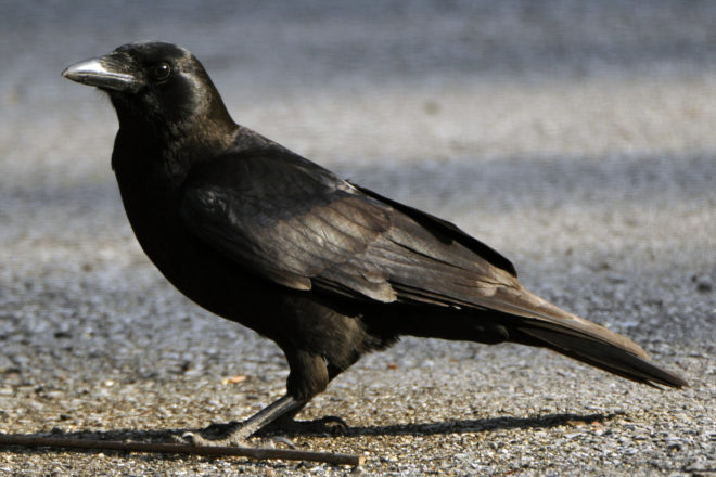 corvid birds