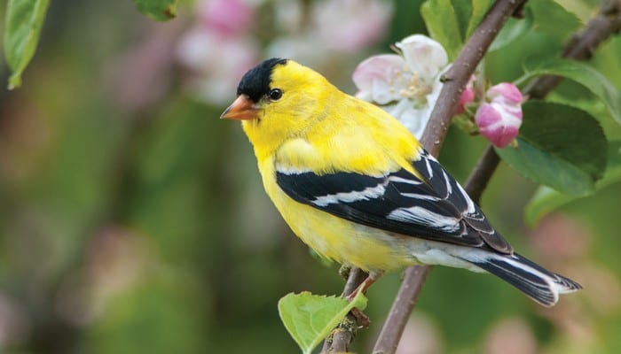 eastern goldfinch