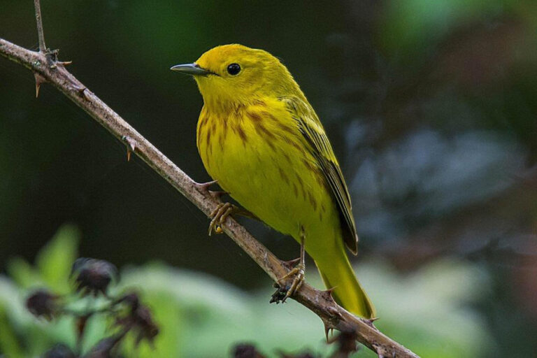 eastern warblers