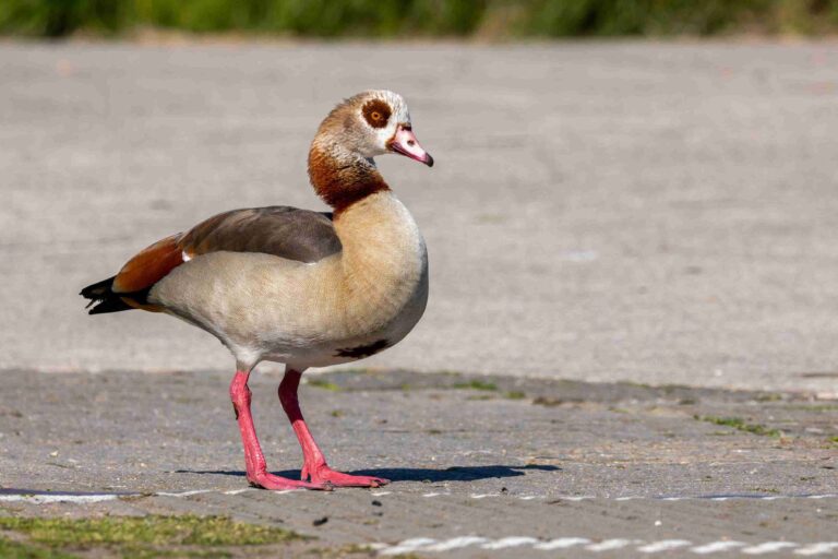 egyptian goose