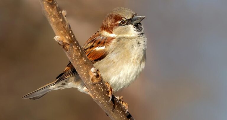 english sparrow