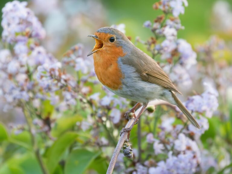 european robin