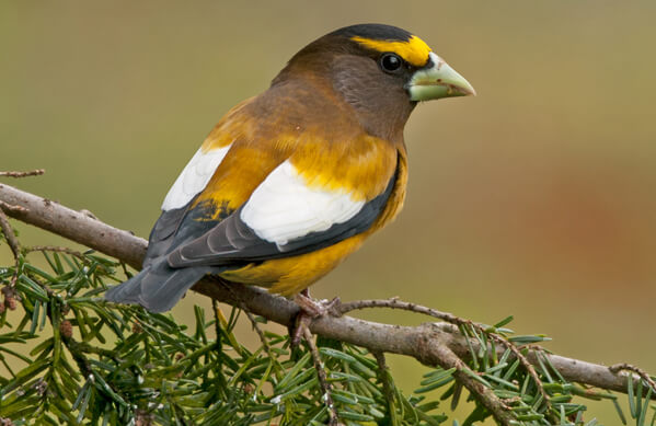 evening grosbeak