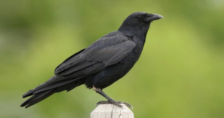 fish crow
