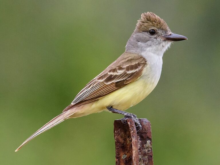 flycatcher