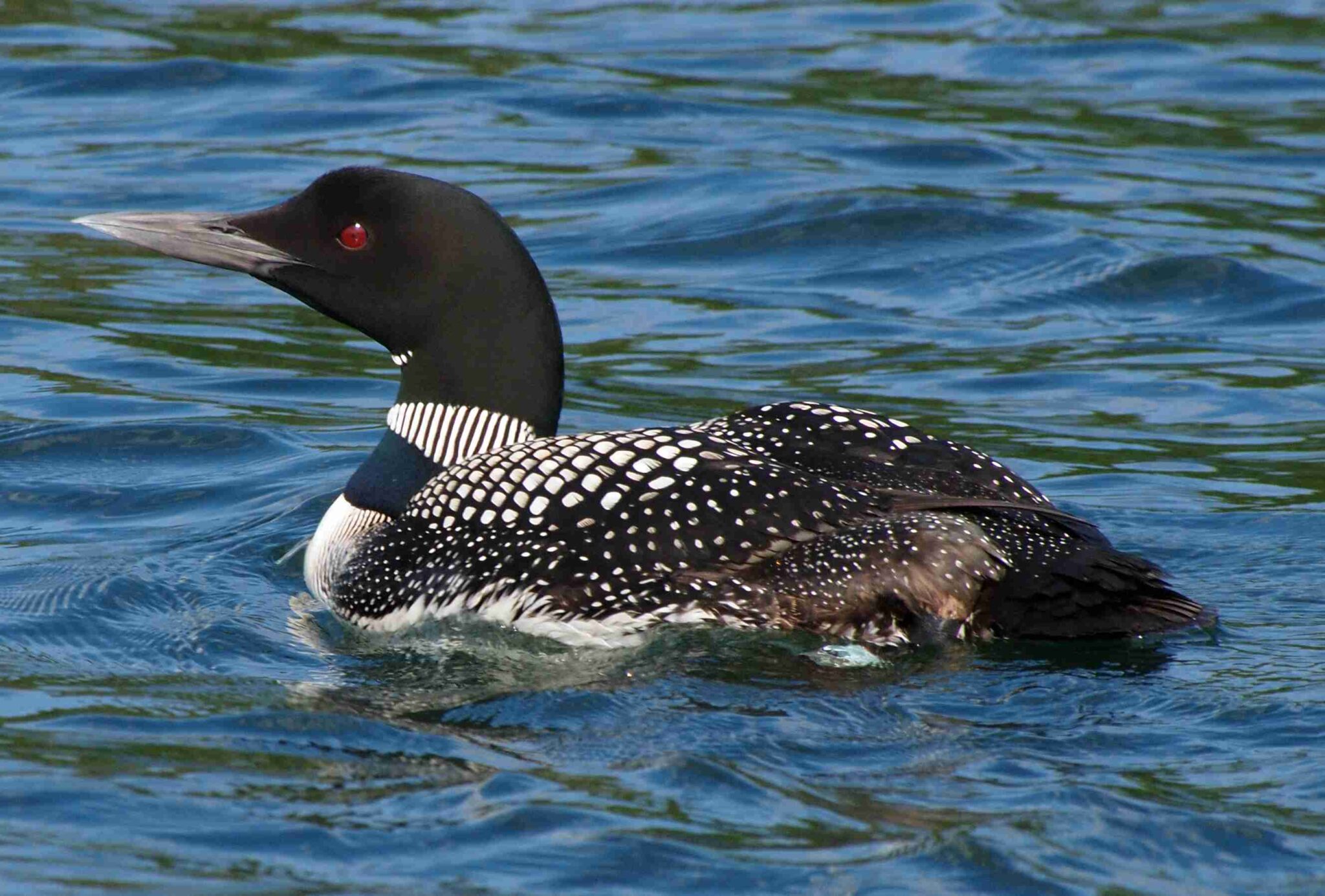 gavia immer - All Bird Species