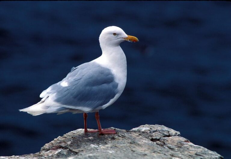 glaucous