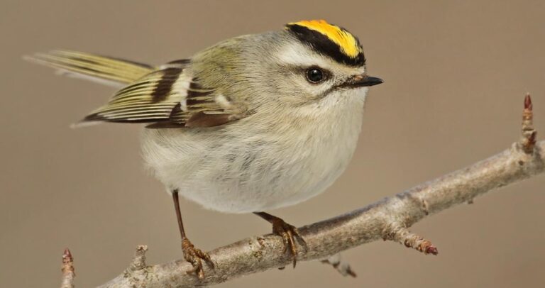 golden crowned kinglet