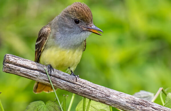 great crested flycatcher