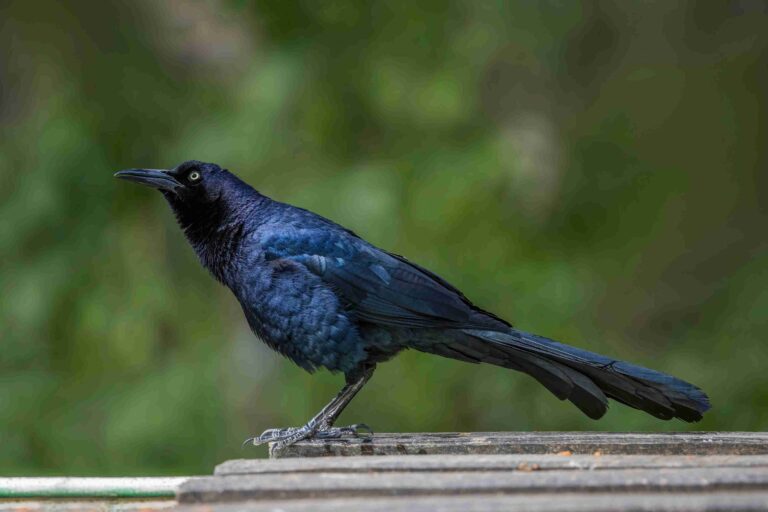 great tailed grackle
