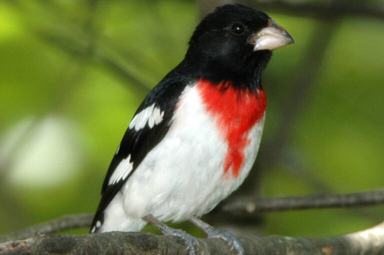 grosbeak