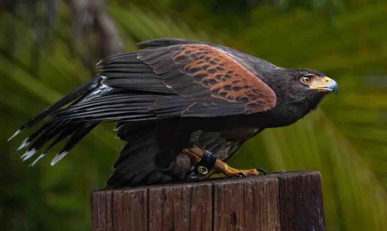 harris hawk
