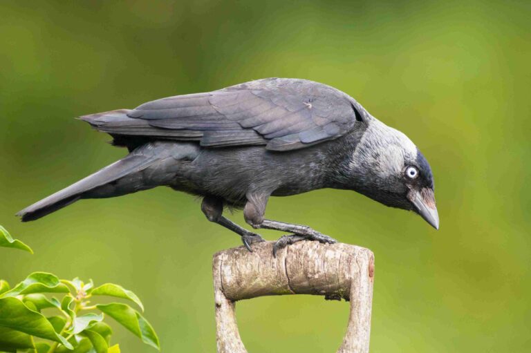 jackdaw bird