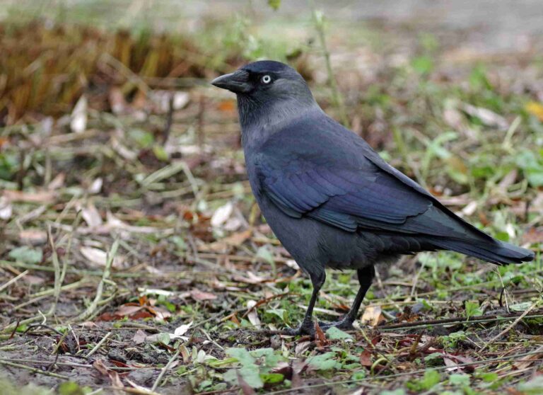 jackdaws