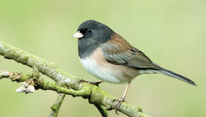 juncos