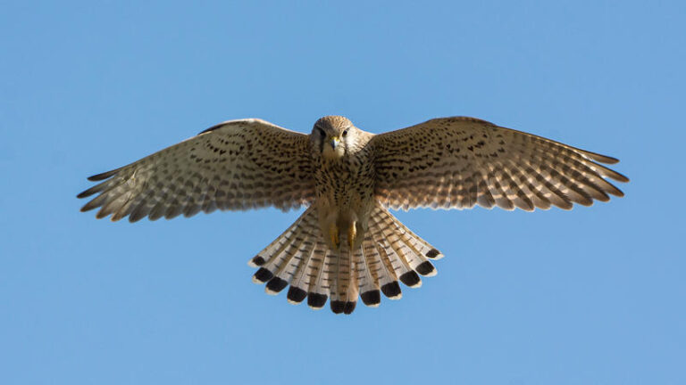 kestral