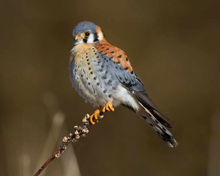 kestrel bird