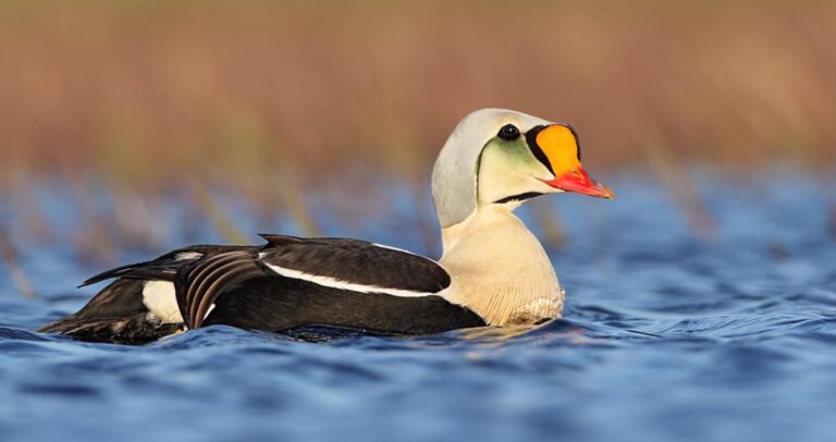 king eider