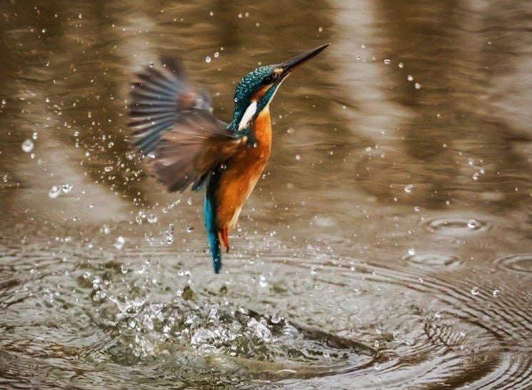 kingfisher bird