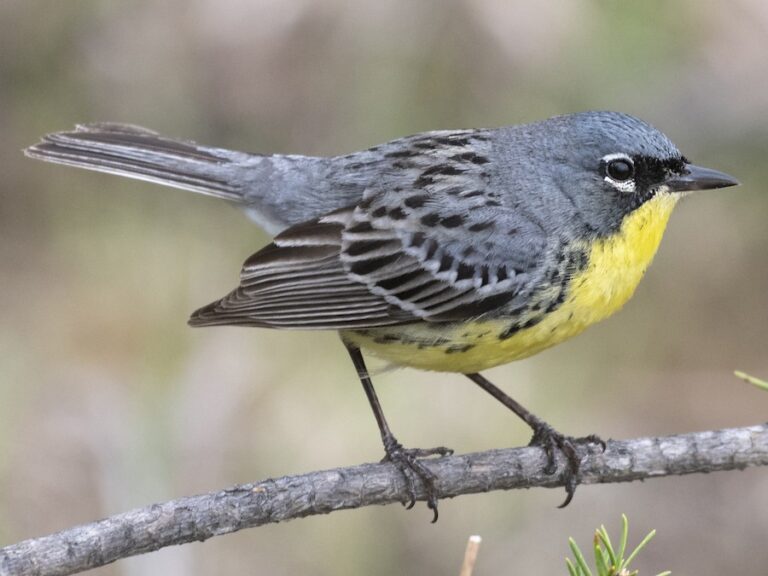 kirtland’s warbler