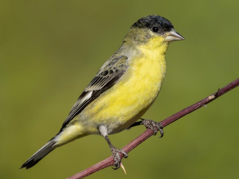 lesser goldfinch