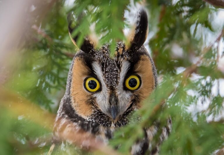 long eared owl