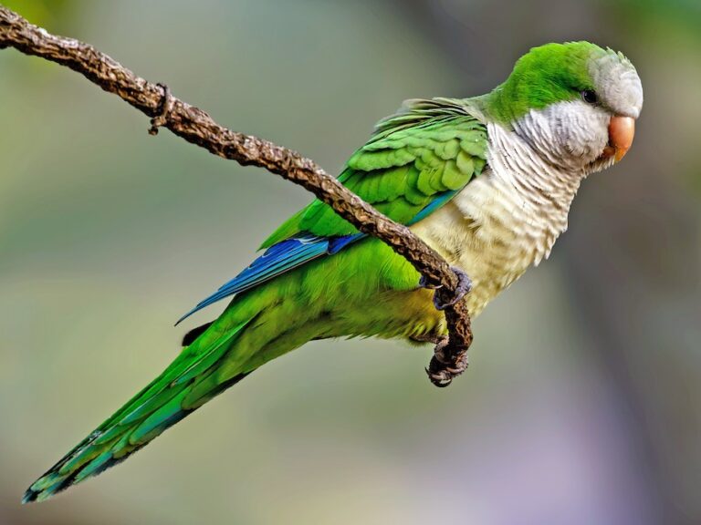 monk parrot