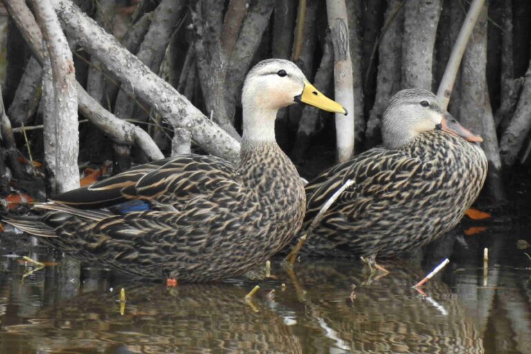 mottled duck