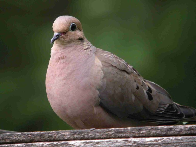 mourning dove bird