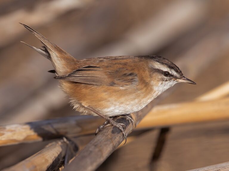 moustached warbler