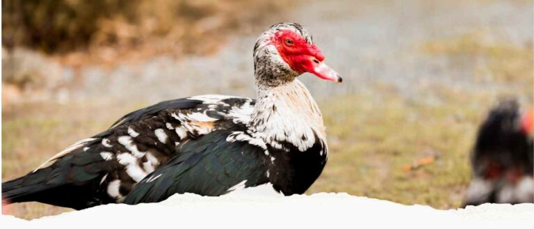 muscovy