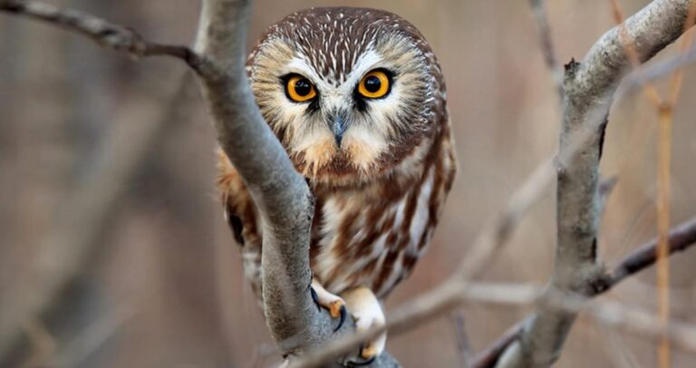 northern saw-whet owl
