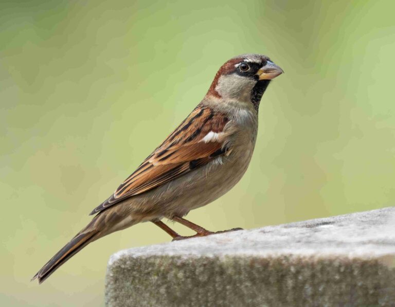 old world sparrow