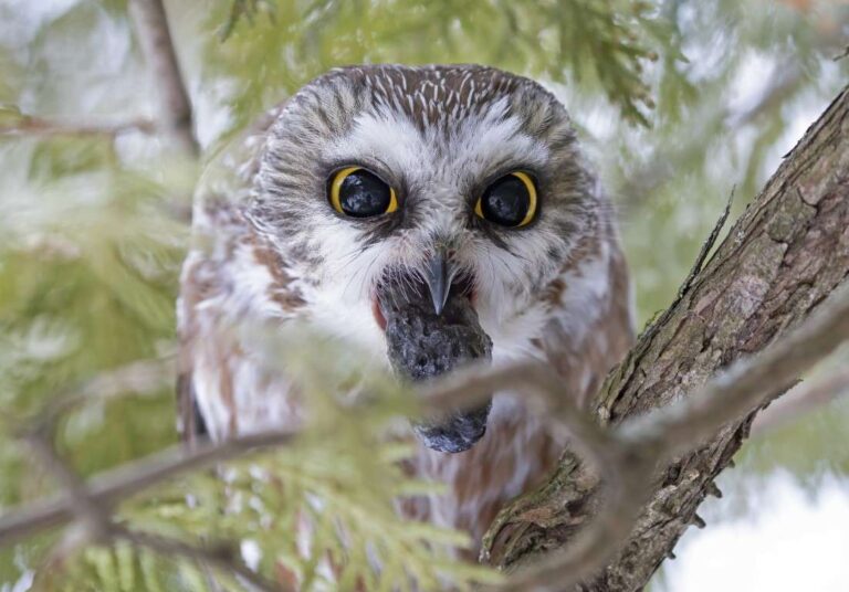 owl pellet