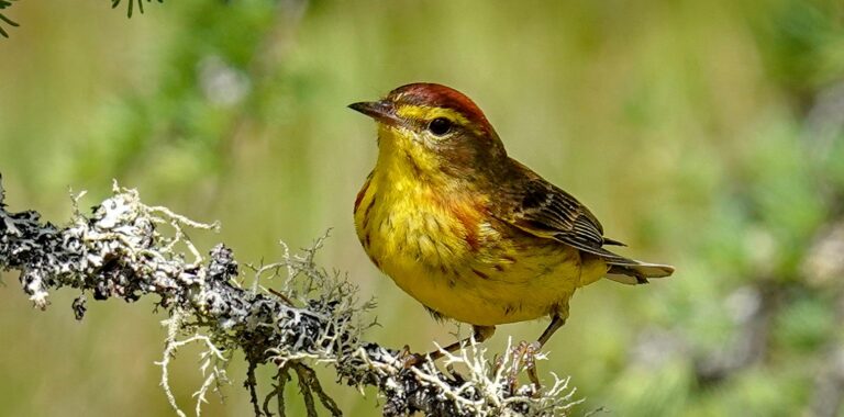 palm warbler