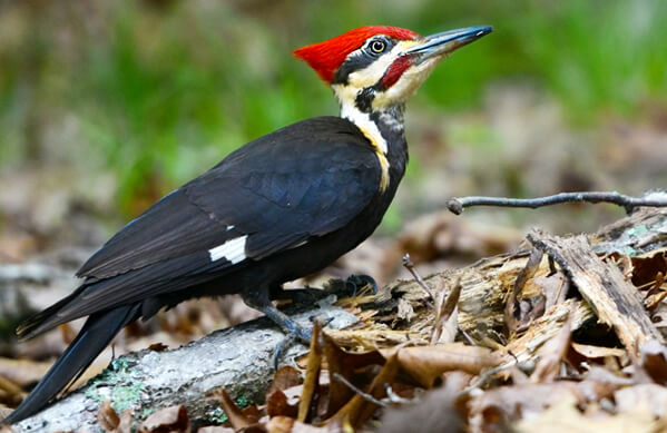 pilated woodpecker