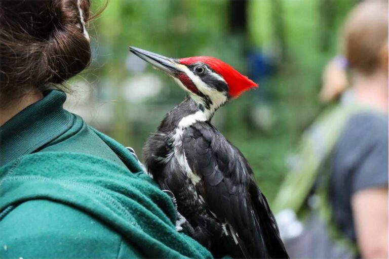 pileated woodpeckers