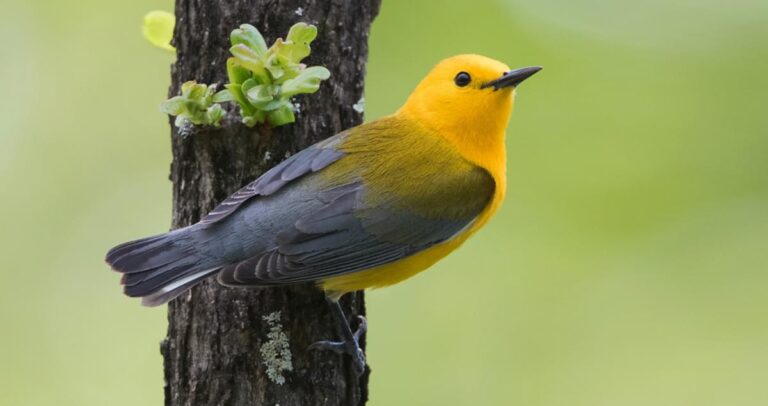 prothonotary warbler