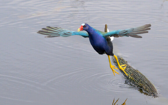 purple gallinule